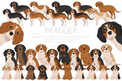 Beaglier-Beagle Cavalier Spaniel mix Product Image 1