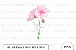Watercolor Cosmos Flowers Bouquet png Product Image 1