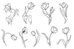 Linear sketches of tulip flowers and buds. Product Image 1