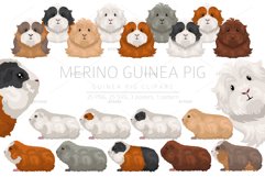 Merino Guinea Pig clipart Product Image 1