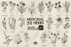 Medicinal herbs Procreate stamp brushes Product Image 1