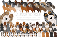 Aussiedoodle, Aussie Poodle mix Product Image 1