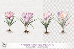 Spring flowers. Crocuses cliparts Product Image 1
