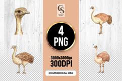 Watercolor Ostrich Clipart Sublimation PNG Product Image 1