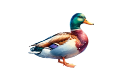 Cute Duck Clipart - PNG File Product Image 1