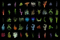 800 SEA FLORA TRANSPARENT PNG FILES, PHOTOSHOP OVERLAYS Product Image 3