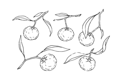 Set of sketches of mandarin fruits. Product Image 1