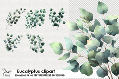 Eucalyptus clipart Product Image 1