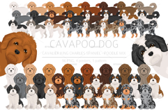 Cavapoo. Cavalier Spaniel-Poodle mix Product Image 1