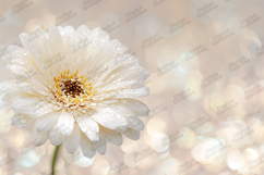 White Gerbera Daisy Bokeh Glitter Background Texture Product Image 1