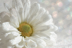 Glitter White Daisy Flower Close-up Bokeh Background Product Image 1