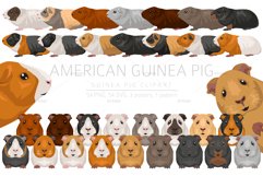 American Guinea Pig clipart Product Image 1