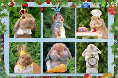 T-shirt with the image of a rabbit I 6 T-shirt designs , JPG Product Image 2