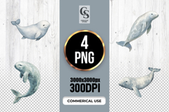 Watercolor Beluga Whale Clipart Sublimation PNG Product Image 1