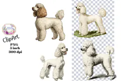 Poodle, Dogs, Ephemera, PNG, Clipart Product Image 1