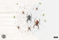 Spider Webs Clipart Product Image 1