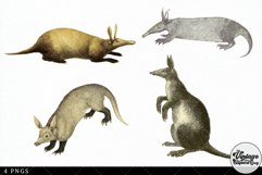 Aardvark Vintage Animal illustration Clip Art, Clipart Product Image 2