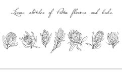Linear sketches of Protea flowers and buds. Product Image 1