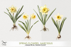Spring flowers. Narcissus cliparts Product Image 1
