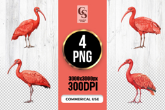 Watercolor Scarlet Ibis Illustration Clipart Sublimation PNG Product Image 1