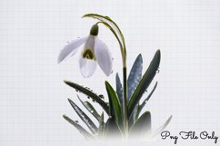 Snowdrops Clipart Bundle PNG Product Image 2