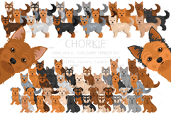 Chorkie, Chihuahua Yorkie mix Product Image 1