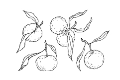 Set of sketches of mandarin fruits. Product Image 1