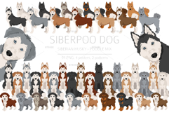 Siberpoo Siberian Husky Poodle mix Product Image 1