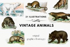 Wild Animals, Vintage Polar Bear Clipart, Raccoon Clipart Product Image 1