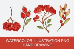 Autumn Roman berry watercolor clipart png, hand drawing Product Image 1
