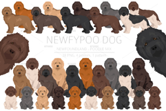 Newfypoo Newfoundland/Poodle mix Product Image 1