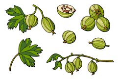 Gooseberry Product Image 2