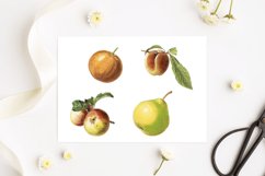 Vintage Fruits Illustration, Vintage Vegatebles Product Image 2