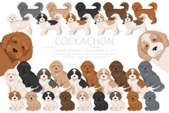 Cockachon. Cocker Spaniel Bichon mix Product Image 1