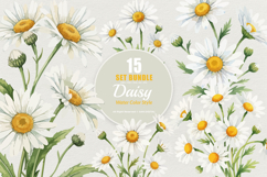 15 Bundle Watercolor Daisy Flower White Floral Chamomile Product Image 1