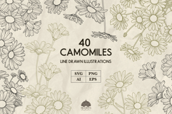 Camomile line art collection Svg Png Eps Product Image 1