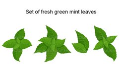 Set of fresh green mint leaves. Product Image 1