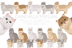 Chinchilla Persian. Traditional type Product Image 1