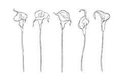 Set of linear sketches of calla flowers. Product Image 1