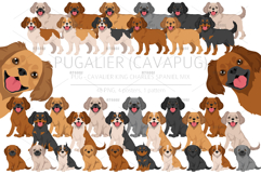 Pugalier Cavapug dog mix Product Image 1