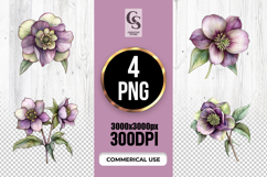 Hellebore Watercolor Floral Illustration Clipart PNG Product Image 1