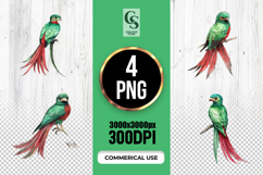 Green Quetzal Bird Watercolor Clipart Sublimation PNG Product Image 1