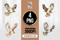 Soaring Hawk Bird of Prey Clipart Sublimation PNG Product Image 1