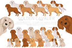 Golden Cavalier dog mix Product Image 1