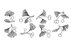 A set of sketches of ginkgo branches and leaves. Product Image 1
