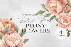Blush Pink Peony Flowers Clipart, PNG. Product Image 1