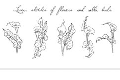 Linear sketches of flowers and calla buds. Product Image 1