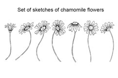 Set of sketches of chamomile flowers. Product Image 1