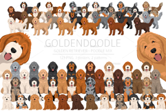 Goldendoodle Goldie Poodle mix Product Image 1