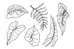 Set of sketches of tropical leaves. Product Image 1